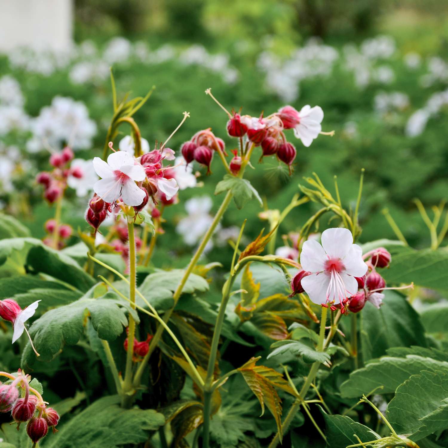 Storkenæb 'Spessart' med hvide blomster over runde aromatiske blade